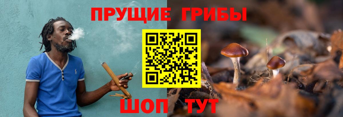 Галлюциногенные грибы Cubensis Гусев